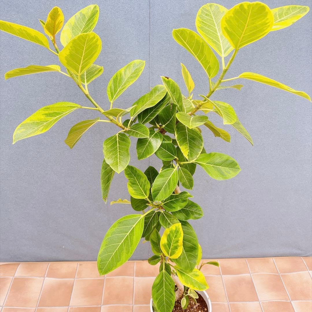現品　フィカス　ゴムの木　アルテシマ　曲がり　2番　観葉植物　インテリアグリーン Amazon.co.jp: フィカス ゴムの木 アルテシマ 曲がり 観葉植物